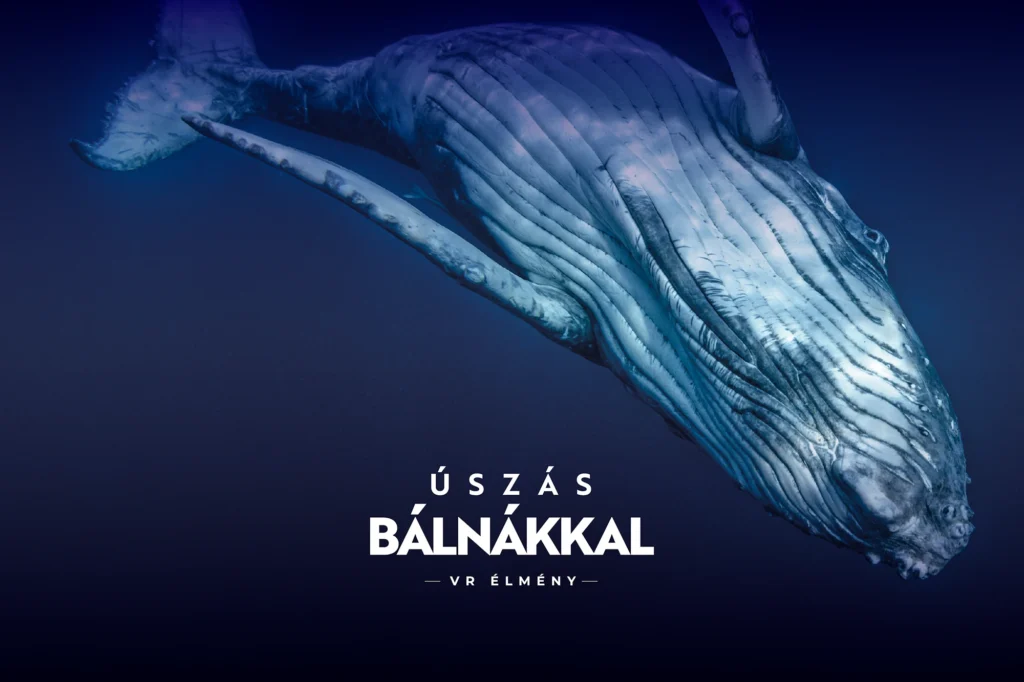 Úszás bálnákkal VR élmény